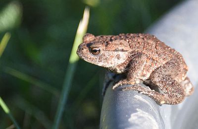 Vanliga paddan (Bufo bufo)