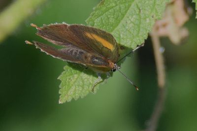 Eldsnabbvinge (Thecla betulae)