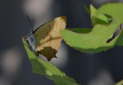 Eldsnabbvinge (Thecla betulae)