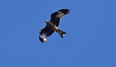 Röd glada (Milvus milvus)