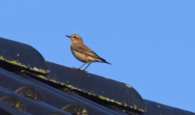 Stenskvätta (Oenanthe oenanthe)