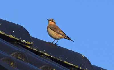 Stenskvätta (Oenanthe oenanthe)