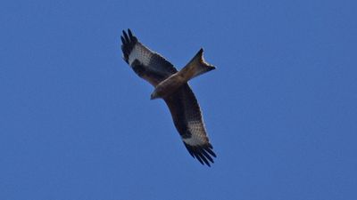 Röd glada (Milvus milvus)