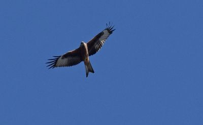 Röd glada (Milvus milvus)