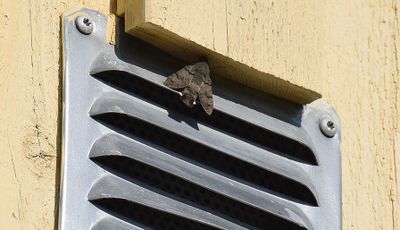 Större dagsvärmare (Macroglossum stellatarum)