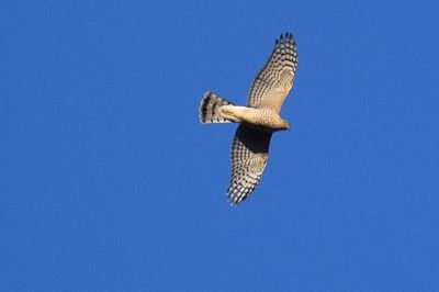 Sparvhök (Accipiter nisus)