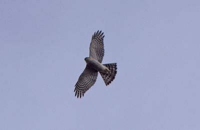 Sparvhök (Accipiter nisus)