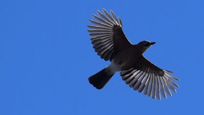 Nötskrika (Garrulus glandarius)