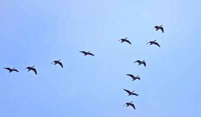 Bläsgås (Anser albifrons)