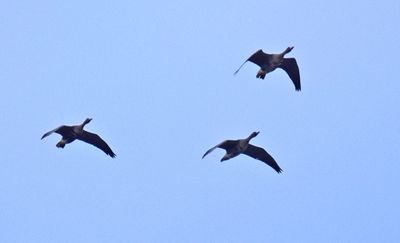 Bläsgås (Anser albifrons)