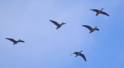 Bläsgås (Anser albifrons)