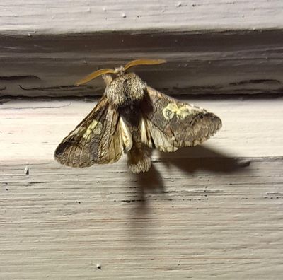 Blhuva (Diloba caeruleocephala)