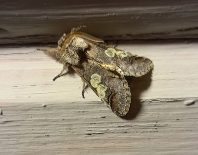 Blhuva (Diloba caeruleocephala)