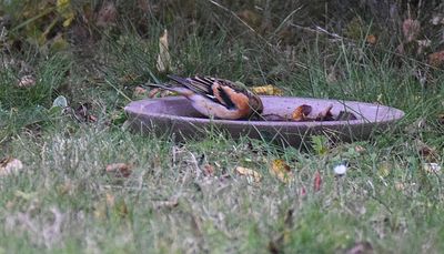Bergfink (Fringilla montifringilla)
