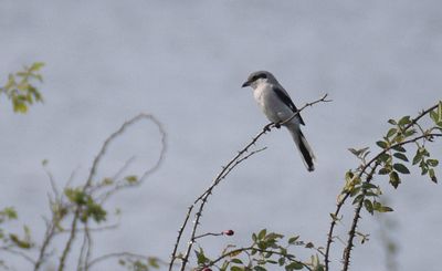Landbirds in Sweden