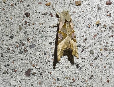 Tandfly (Phlogophora meticulosa)