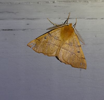 Spinnarmtare (Colotois pennaria)