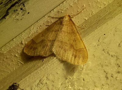 Guldgul frostmätare (Agriopis aurantiaria) Linköping - skolgård
