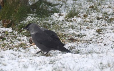 Kaja (Coloeus monedula)