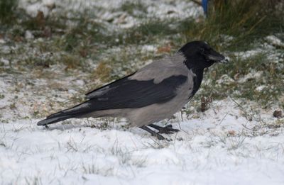 Gråkråka (Corvus cornix)