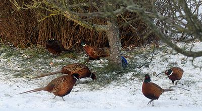 Fasan (Phasianus colchicus)