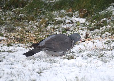 Ringduva (Columba palumbus)
