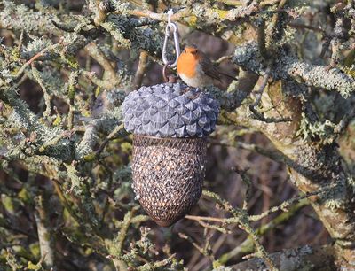 Rdhake (Erithacus rubecula)