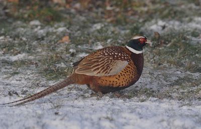 Fasan (Phasianus colchicus)