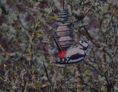 Strre hackspett (Dendrocopos major)