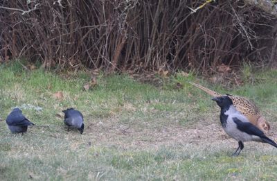 Fasan (Phasianus colchicus) and Kaja (Coloeus monedula) and Gråkråka (Corvus cornix)