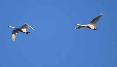 Sångsvan (Cygnus cygnus)