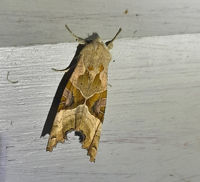 Tandfly (Phlogophora meticulosa)