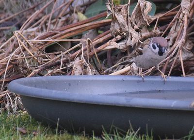 Pilfink (Passer montanus)