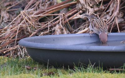 Pilfink (Passer montanus)