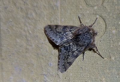 Taggig vintermätare (Apocheima hispidaria) Linköping - skolgård