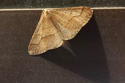 Grågul frostmätare (Agriopis marginaria). Linköping - skolgård