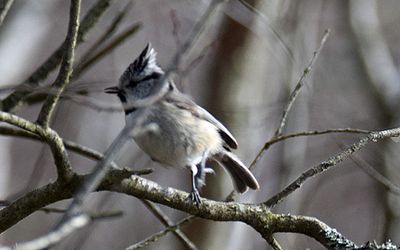 Other landbirds in Sweden