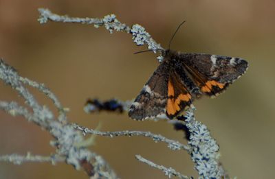 Brun flickfjäril (Archiearis parthenias) Anebo - Östergötland