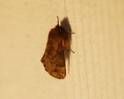 Fjderbrare (Ptilophora plumigera)   Bckebo - Smland