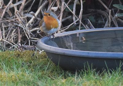 Bird feeding and whater station Linköping Östergötland.