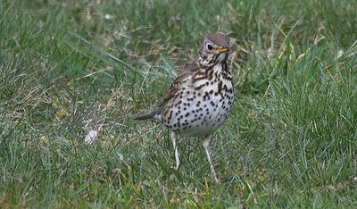 Garden birding Hagapark