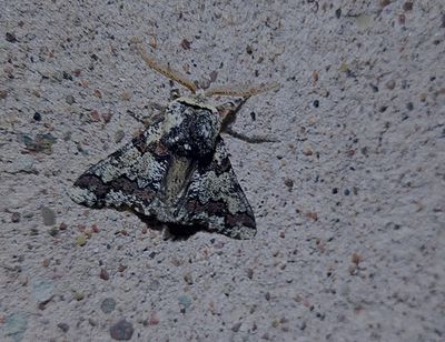 Brunaktig vintermtare (Biston strataria)