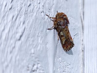 Tallfly (Panolis flammea)
