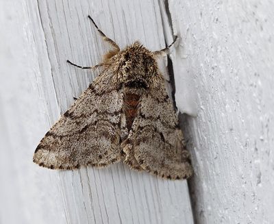 Lurvig vintermätare (Lycia hirtaria)