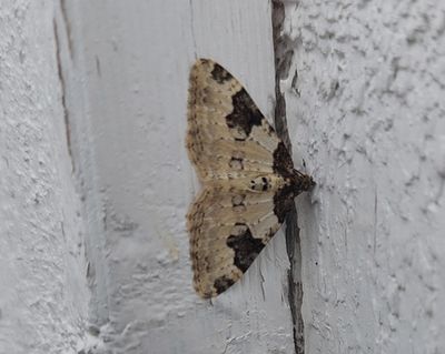 Svartfläcksfältmätare (Xanthorhoe fluctuata)