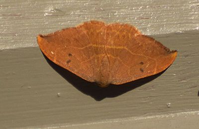 Eksikelvinge (Watsonalla binaria)