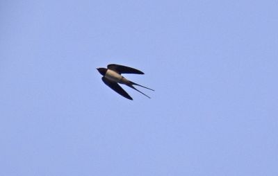 Ladusvala (Hirundo rustica)