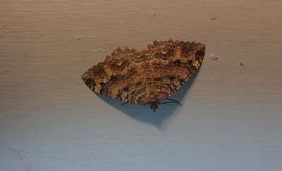Vgtornsmtare  (Triphosa dubitata)