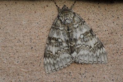 Blbandat ordensfly (Catocala fraxini)