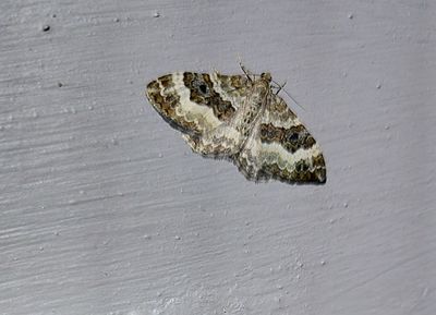 Gr mrfltmtare (Epirrhoe alternata)